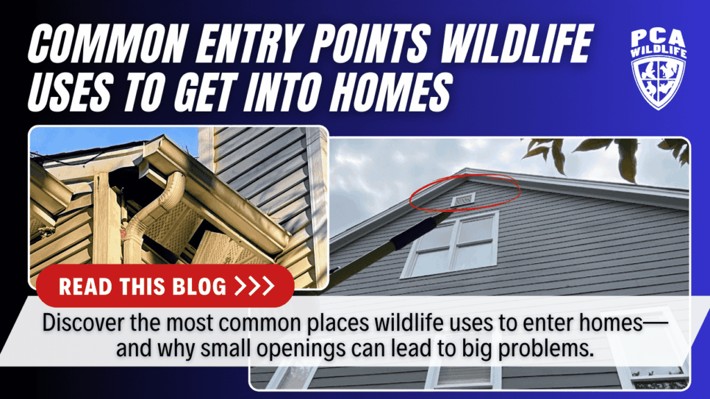 Promotional graphic showing rooflines, gutters, soffits, and a gable vent circled in red, illustrating Common Entry Points Wildlife Uses to get into homes, with text encouraging readers to learn how small openings allow animals to enter houses.