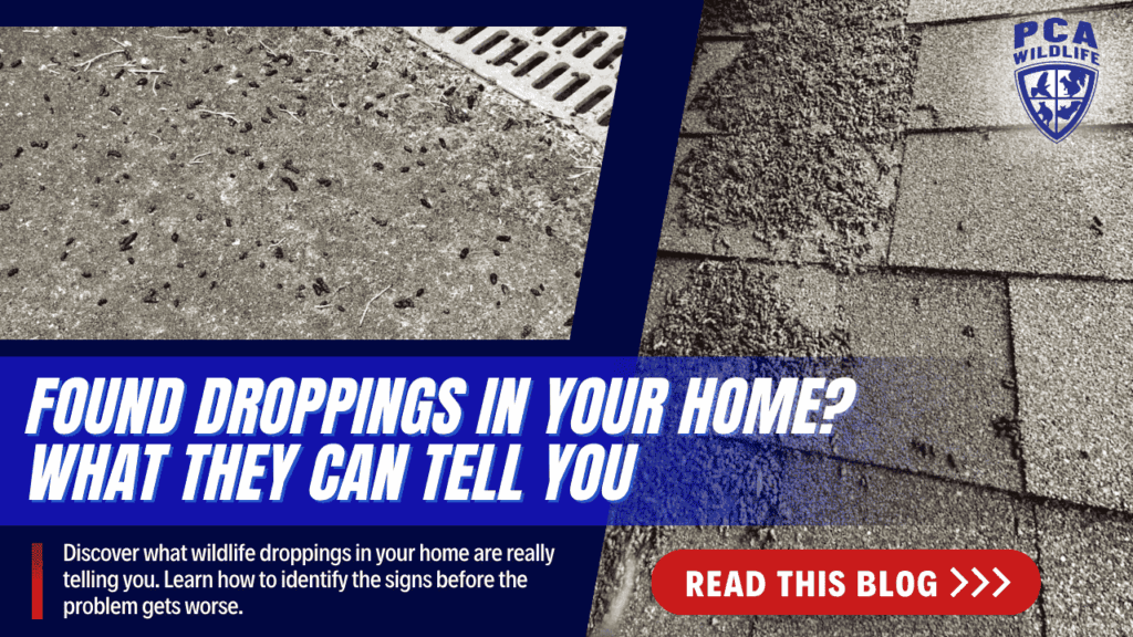 Close-up of wildlife droppings found on a surface, with text overlay asking 'Found droppings in your home?' to encourage learning about identifying wildlife signs.