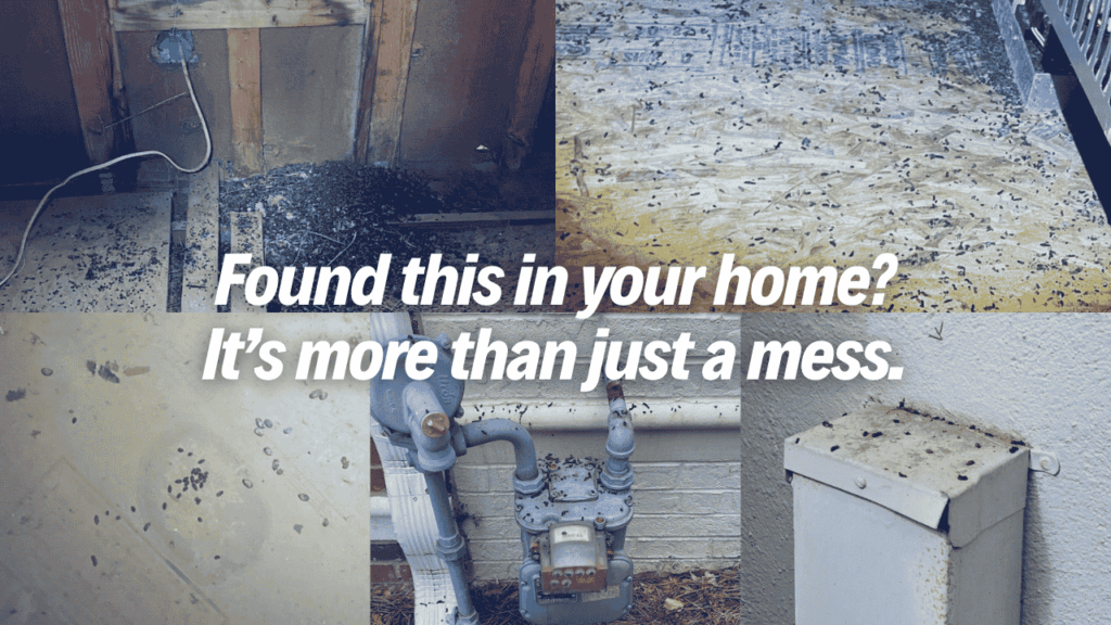 Wildlife droppings in your home shown in attic, floors, utility areas, and exterior surfaces with warning text about hidden risks.