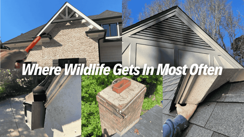 Image showing rooflines, gutters, soffits, fascia gaps, and a chimney on a home, highlighting Common Entry Points Wildlife Uses to get in most often, including roof edges, damaged siding, and chimney openings where animals commonly access houses.