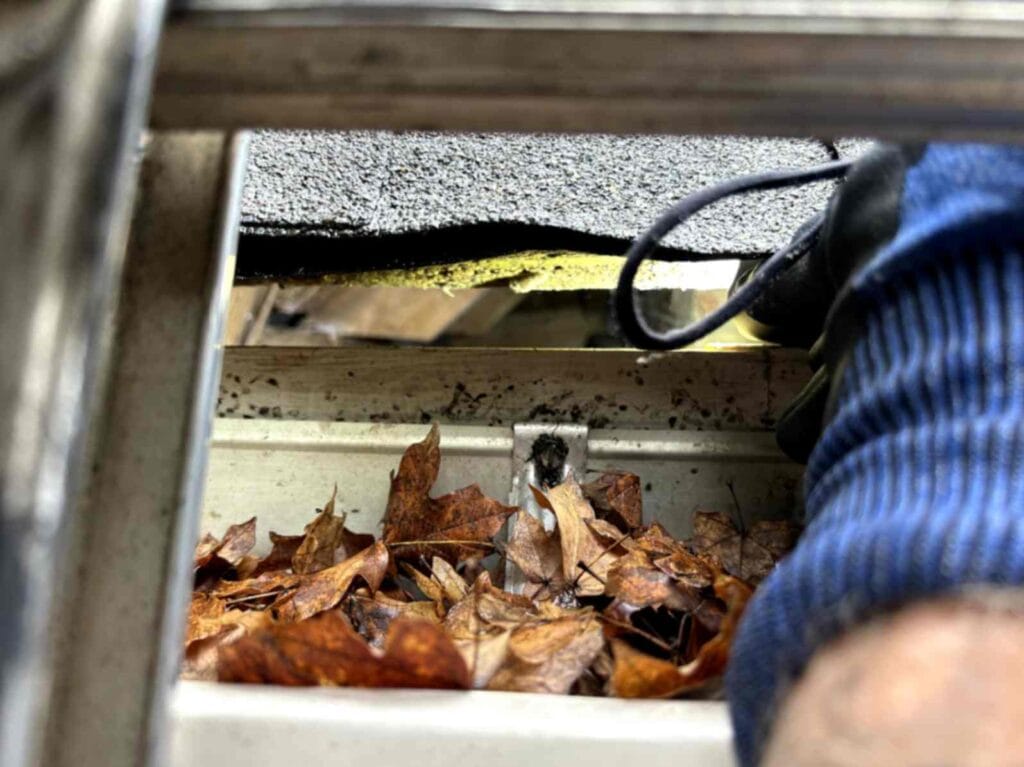 Gutter filled with leaves and lifted roof shingles, showing damage likely caused by an animal, taken during Squirrel Removal in Davidson.
