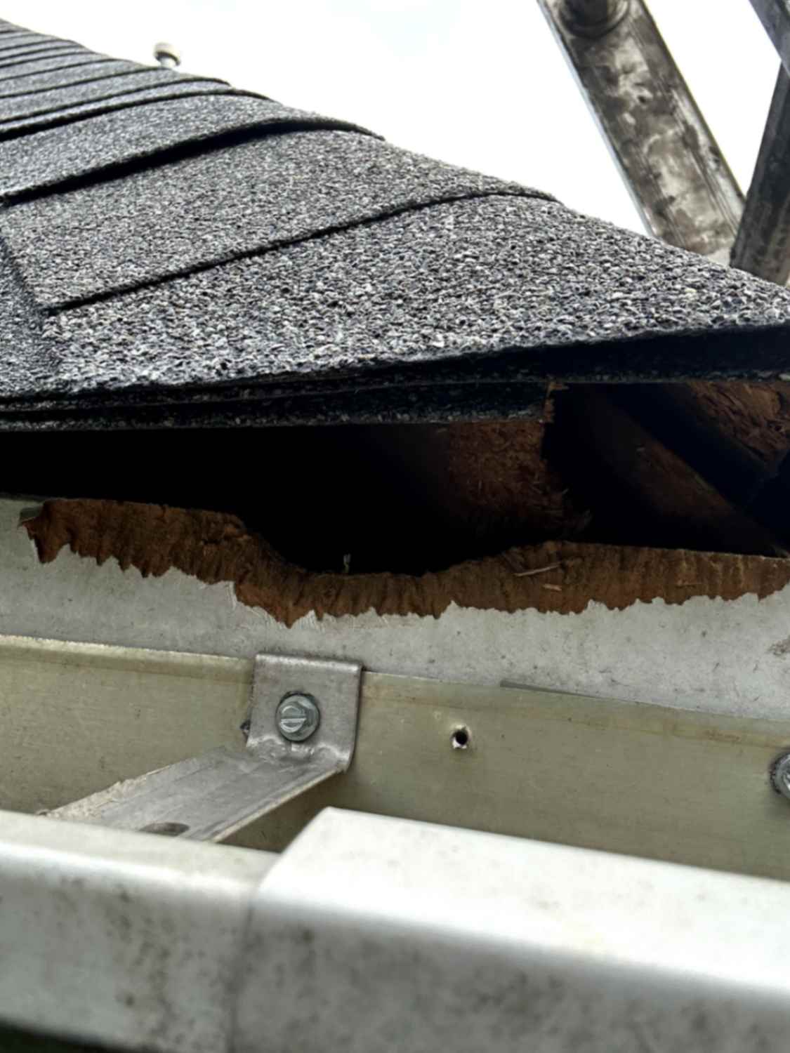 The image shows a damaged roof with shingles lifted, revealing wood underneath, taken during Squirrel Removal in Iron Station.