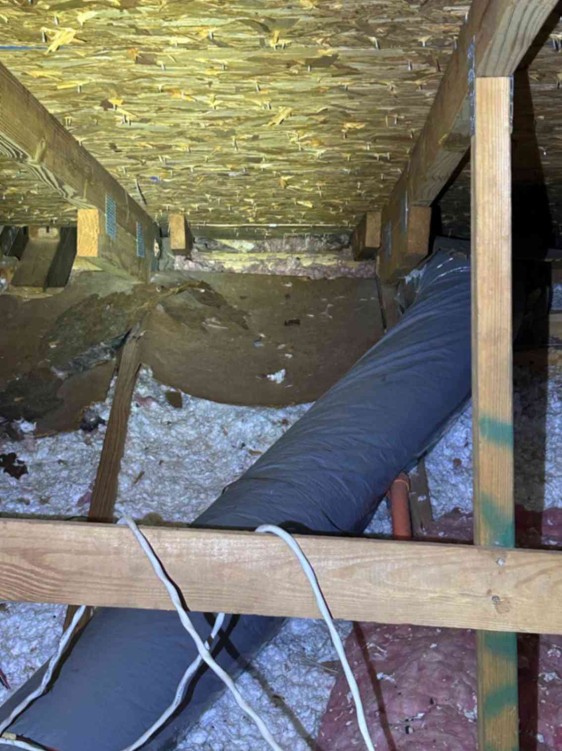 Attic view with ductwork, insulation, and roof framing, taken during Squirrel Removal in Waxhaw.