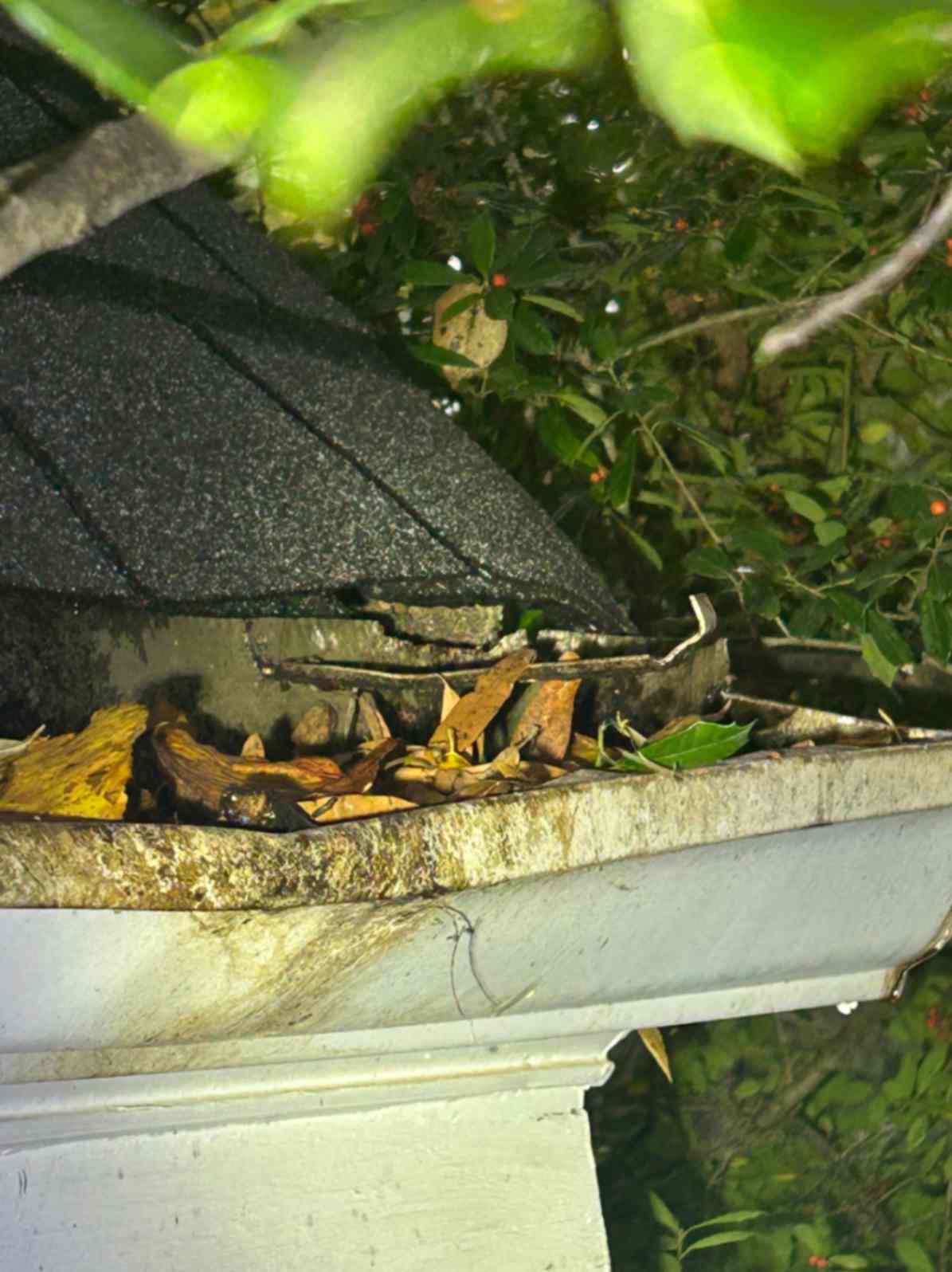A gutter filled with dried leaves and debris beneath a shingled roof, taken during Squirrel Removal in Weddington.