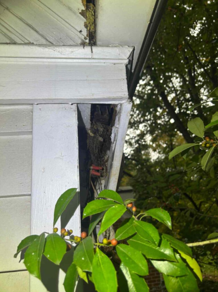 A deteriorating corner of a white wooden structure shows a bird's nest tucked inside, taken during Squirrel Removal in Wesley Chapel.