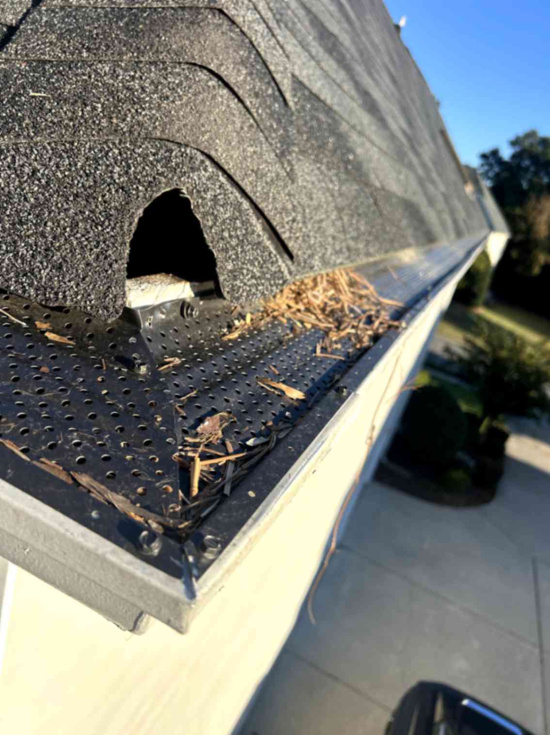 A lifted roof shingle exposing a small hole above a gutter guard with scattered debris, suggesting possible animal entry on a sunny day, taken during Squirrel Removal in Denver.