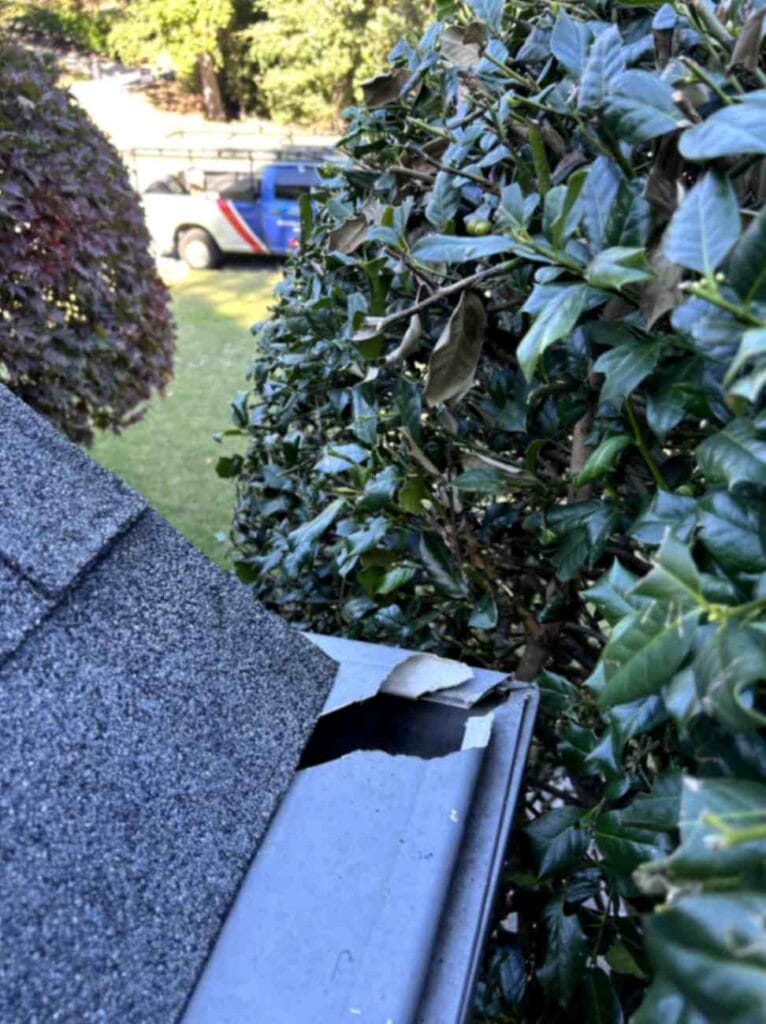 A damaged roof edge with a hole beneath lifted shingles beside dense bushes, taken during Squirrel Removal in Davidson.