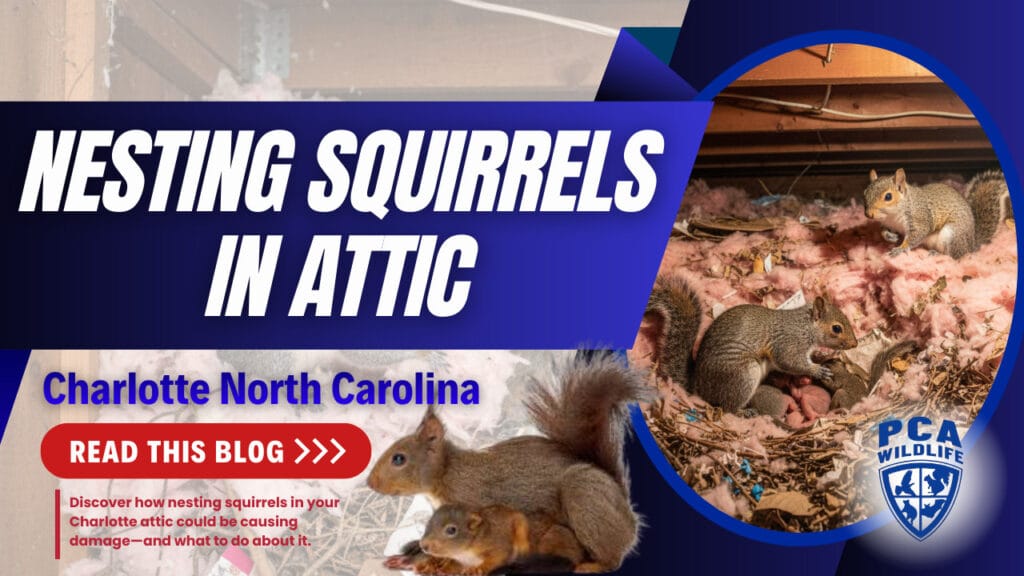 Nesting squirrels in attic shown burrowing into insulation and causing visible damage.