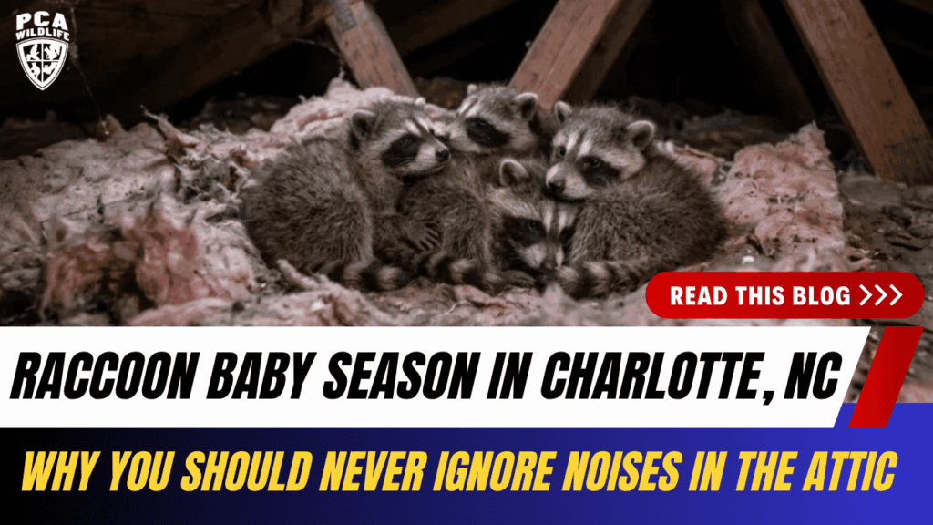 Baby raccoons nesting in attic insulation during raccoon baby season in Charlotte, NC