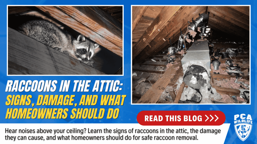 Raccoon in attic with damaged insulation and ductwork, showing signs of attic wildlife damage.
