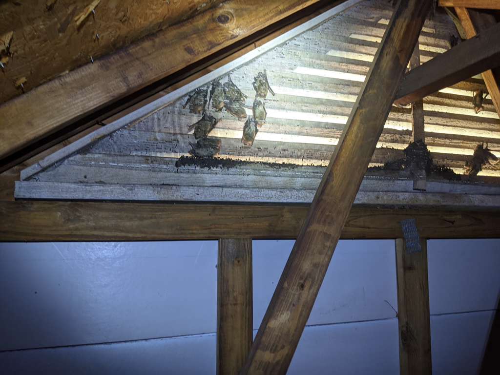 Bats roosting inside a residential attic near a gable vent opening with visible guano buildup on wooden beams and insulation, showing a bat infestation in the attic structure.