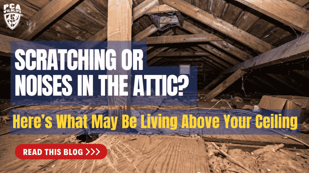 Attic interior with warning text about scratching or noises in the attic and hidden wildlife or rodent infestations above the ceiling.
