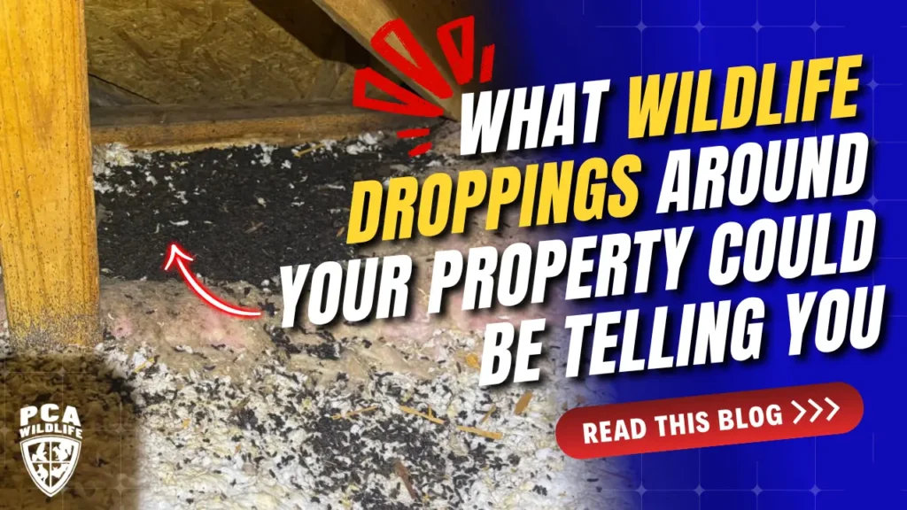 Wildlife droppings around your property in attic insulation showing signs of animal activity.