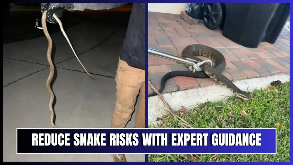 Professional snake removal showing wildlife technicians safely handling snakes found around residential properties.