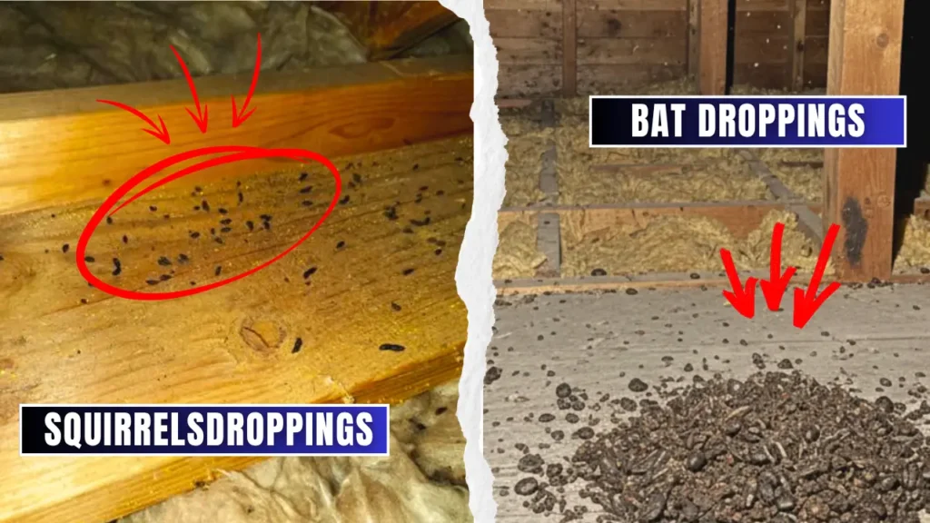 Squirrel droppings and bat droppings in an attic showing common wildlife droppings around your property.