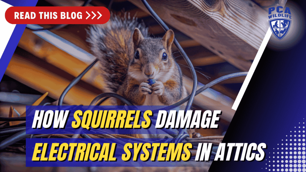 Squirrel in an attic near electrical wires with text How Squirrels Damage Electrical Systems in Attics.