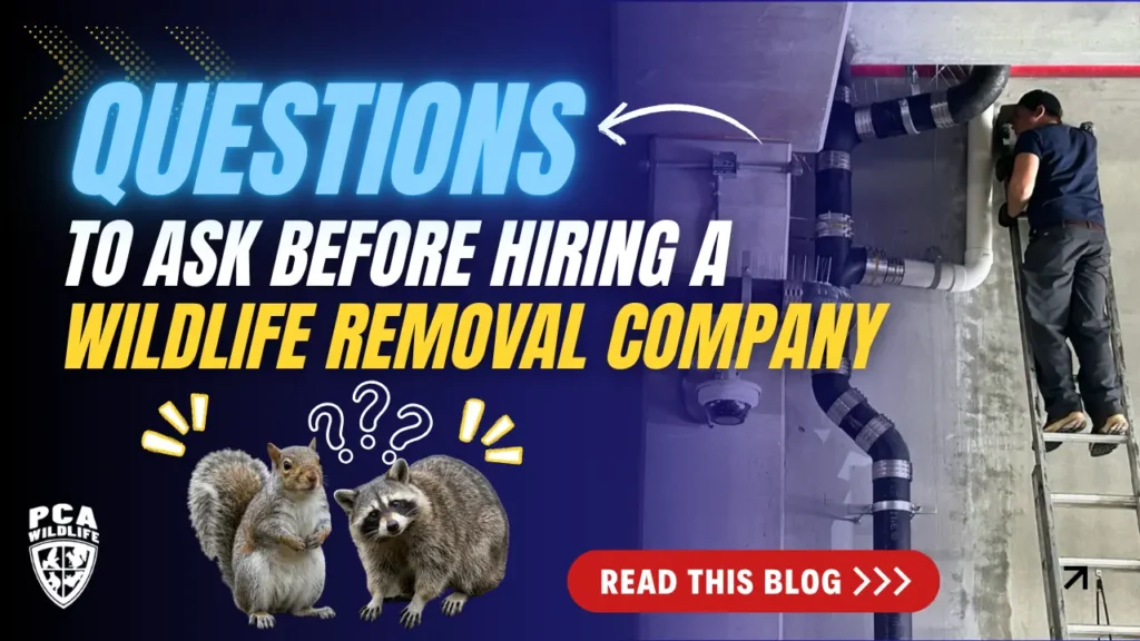 PCA Wildlife blog graphic about questions to ask before hiring a wildlife removal company for squirrel, raccoon, and attic wildlife removal.