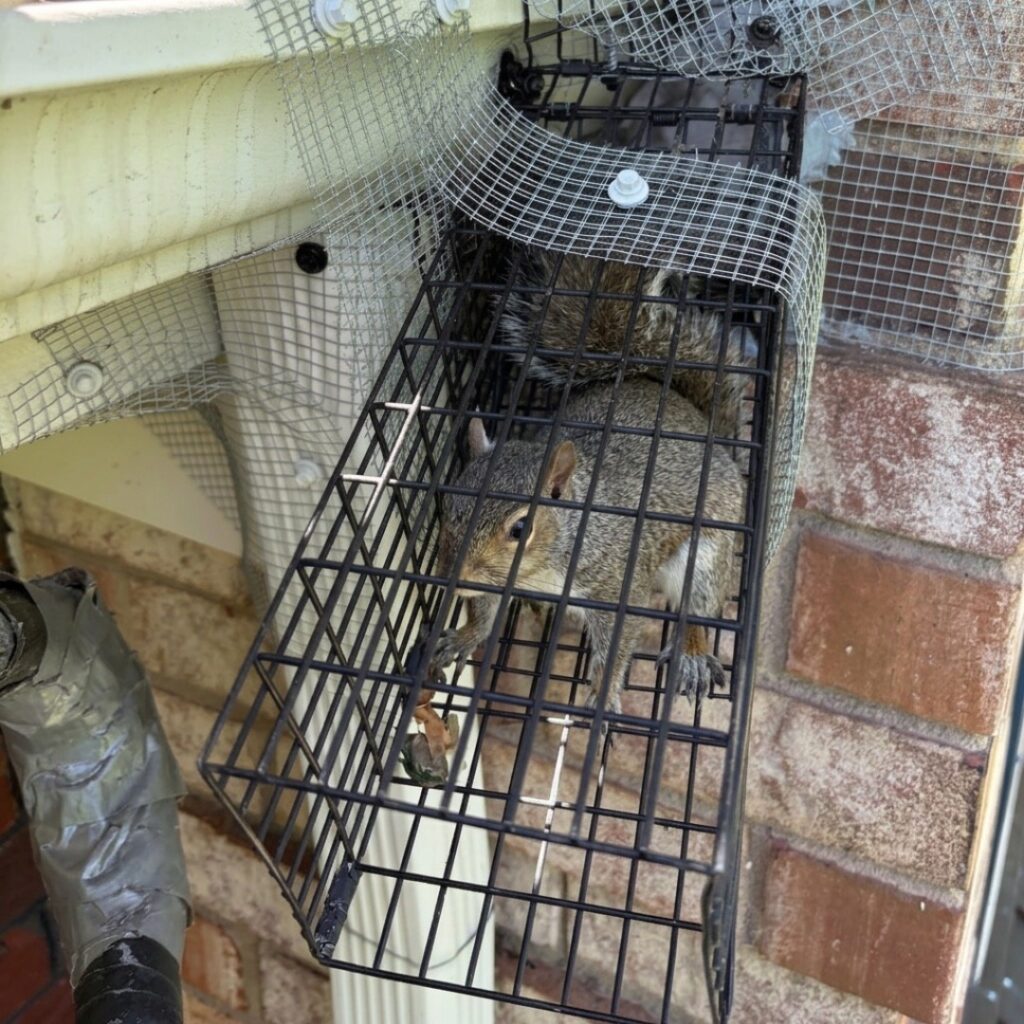 Squirrel caught in a humane removal trap attached near a home exterior entry point with exclusion mesh installed to help prevent future squirrel access.