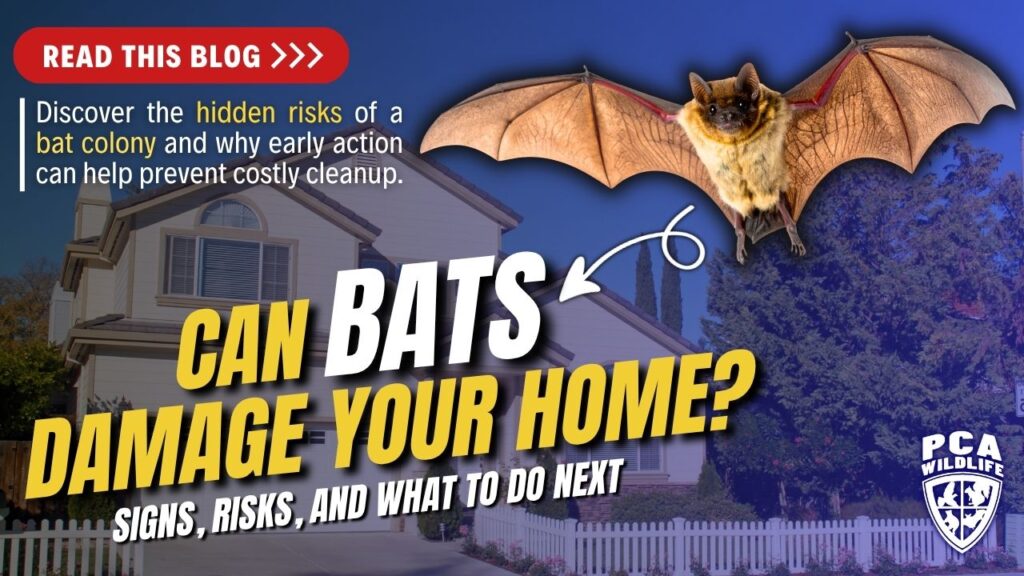 Bat flying over a house at dusk, promoting a blog post: 'Can Bats Damage Your Home? Signs, Risks, and What to Do Next.