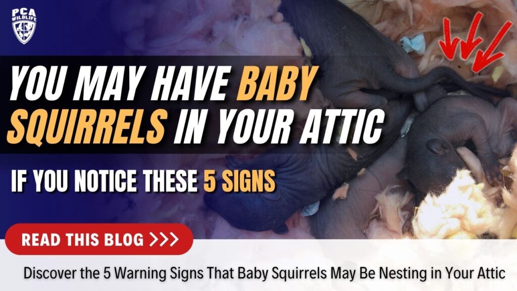 Newborn baby squirrels found nesting in attic insulation during Charlotte NC wildlife inspection.