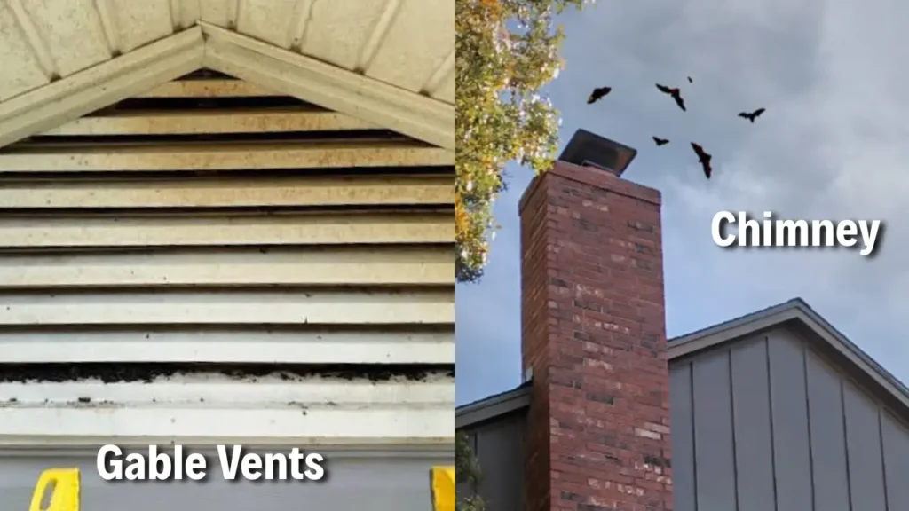 Common bat entry points on a home, including gable vents and chimney openings.