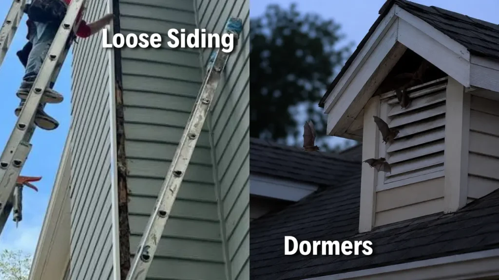 Loose siding and dormer vents where bats may enter a home.