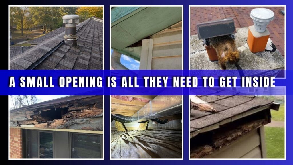 Wildlife entry points around a Charlotte NC home including roof vents, soffit gaps, and crawl space openings.