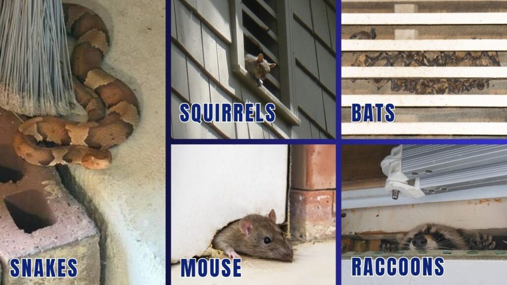 Snakes, squirrels, bats, mice, and raccoons entering Charlotte NC homes through common wildlife entry points.