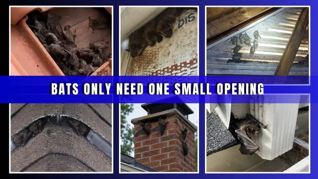 Collage of bats roosting in gutters, chimney gaps, and roofline openings, captioned 'Bats Only Need One Small Opening.