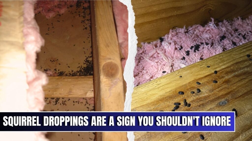 Squirrel droppings scattered on attic wood beams and insulation.