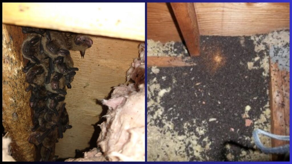 Split image: a bat colony roosting on an attic beam (left) and guano-stained attic insulation (right).