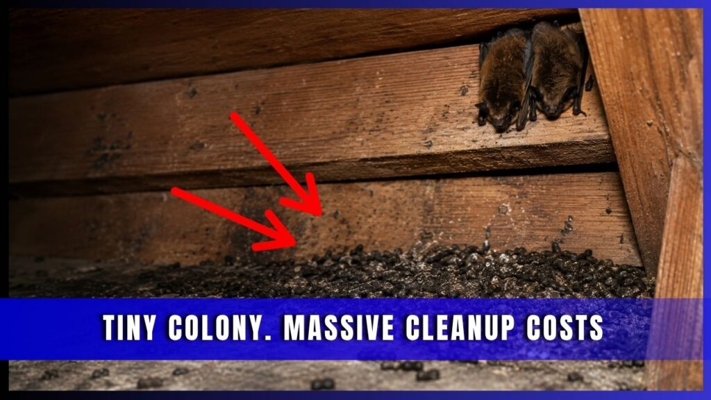 Two bats roosting above accumulated guano, arrows pointing to the droppings, captioned 'Tiny Colony. Massive Cleanup Costs.