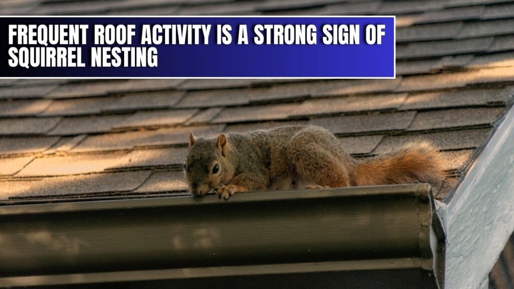 Squirrel climbing on roof gutter - sign of nesting activity near attic entry point.