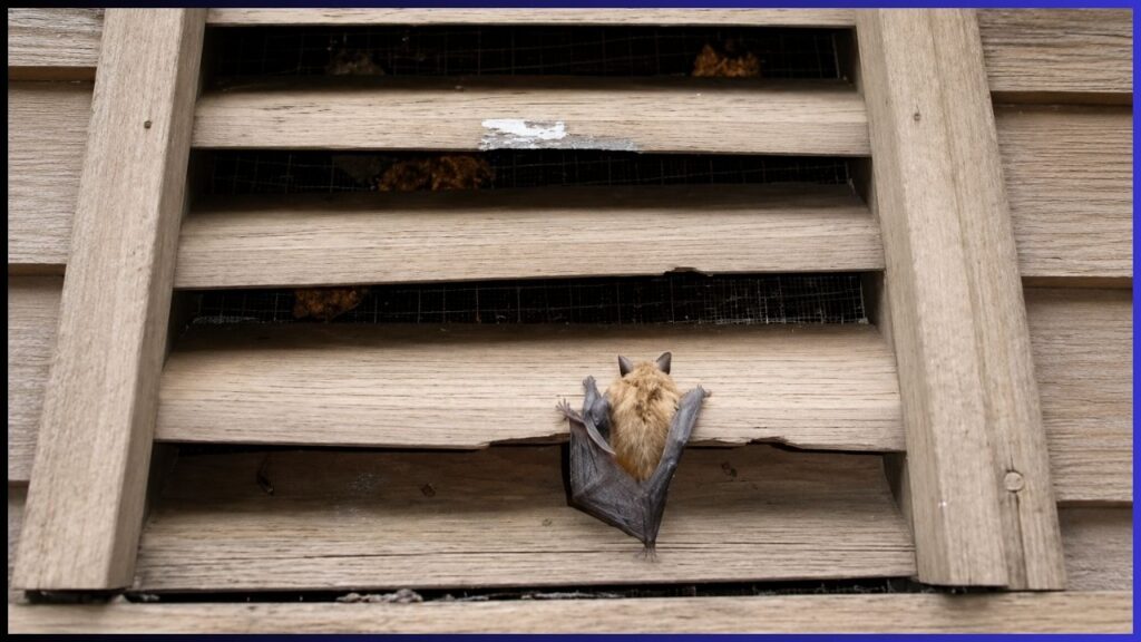 Bat squeezing through a gap beneath a wooden gable vent, a common bat entry point.