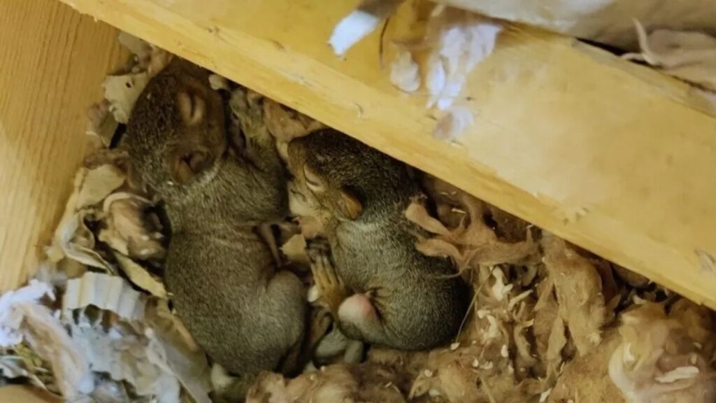 Two baby squirrels sleeping in attic nest under roof beam.
