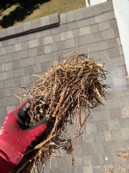 A worker's gloved hand holding a large clump of dry grass and nesting material over a shingled roof, showing the results of bird nest removal from vents Charlotte NC.